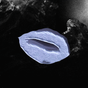 Read more about the article Ski Team announces new album Burnout/Boys. Listen to lead single ‘Thirst Trap For Diego’