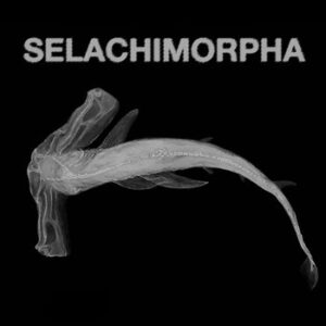 Read more about the article Shark School announce debut album Selachimorpha alongside blistering new single ‘Don’t Trust A Man’